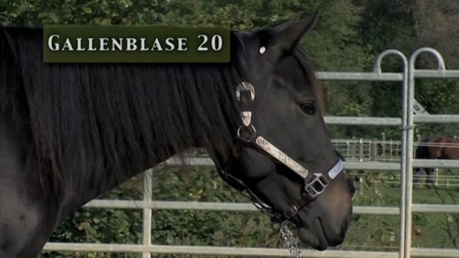 Video-Lektion zum Akupunkturpunkt Gallenblase 20